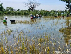 Banjir Rendam Ratusan Hektare Sawah di Lamongan, Petani Terpaksa Panen Dini