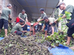 Petani Waduk Cengklik Boyolali Sulap Eceng Gondok Jadi Pupuk Organik
