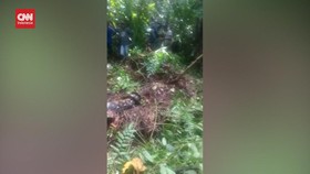 VIDEO: Seorang Ibu di Jambi Ditemukan Tewas Ditelan Ular Piton