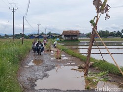 Warga KBB Tanam Pohon Pisang-Jagung di Tengah Jalan yang Rusak