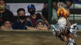Anggota DPRD Golkar Asahan Ditangkap Saat Judi Sabung Ayam