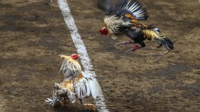 Kapolda Sulsel Copot Kapolsek di Bone Gara-gara Judi Sabung Ayam