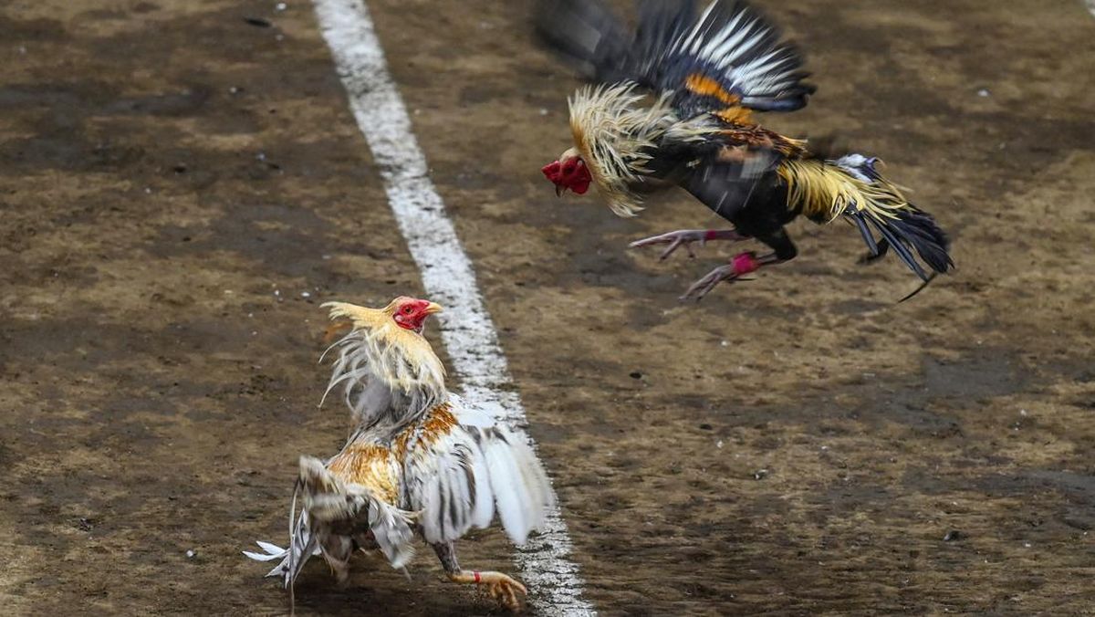 Maskapai Korea Setop Angkut Ayam Ke Filipina Gara-gara Sabung Ayam