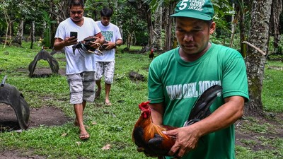 FOTO: Menengok Sabung Ayam Filipina, Industri Bernilai ...