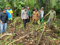 Ngeri Ular Piton Makan Manusia di Jambi, Ini 5 Faktanya