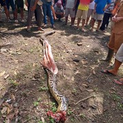 Perempuan Asal Jambi Ditemukan Meninggal Dunia karena Dimakan Ular Piton Sepanjang 7 Meter