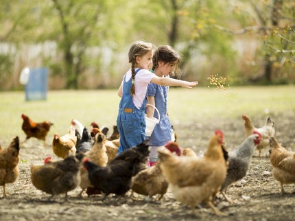 4 Tahapan Daur Hidup Ayam dari Proses Bertelur hingga Dewasa