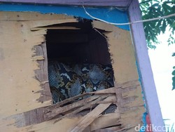 2 Ular Sanca di Surabaya Muntahkan 5 Burung Dara Saat Ditangkap