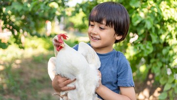 TAHAPAN DAUR HIDUP AYAM