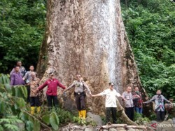 Pohon Raksasa di Agam Sumbar, Usia 560 Tahun, Tinggi 50 Meter