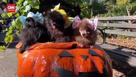 VIDEO: Gunakan Kostum, Anjing-anjing Ini Meriahkan Pesta Halloween