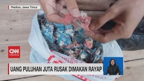 VIDEO: Uang Puluhan Juta Rusak Dimakan Rayap