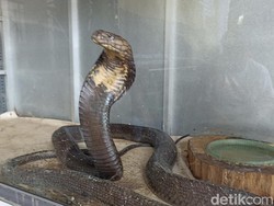 Petaka Hilang Nyawa Dipatuk King Cobra Peliharaan Bukan Kali Ini Saja