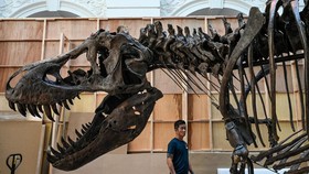 Ahli Ungkap T-Rex Potensial 70 Persen Lebih Besar dari Fosilnya