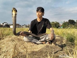 Tarif Tak Sebanding dengan Nyawa, Pawang Ular di Malang Pernah Dibayar Rokok