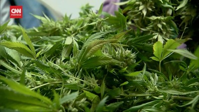 img-title VIDEO: Pemerintah Jerman Berencana Legalkan Penggunaan Ganja