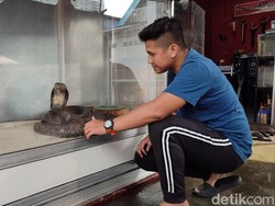 Cara Tim Panji Petualang Jaga King Kobra yang Tewaskan Tuannya agar Tak Stres