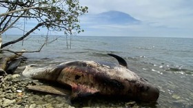 Paus Raksasa Terdampar dan Mati di Perairan Raja Ampat Papua