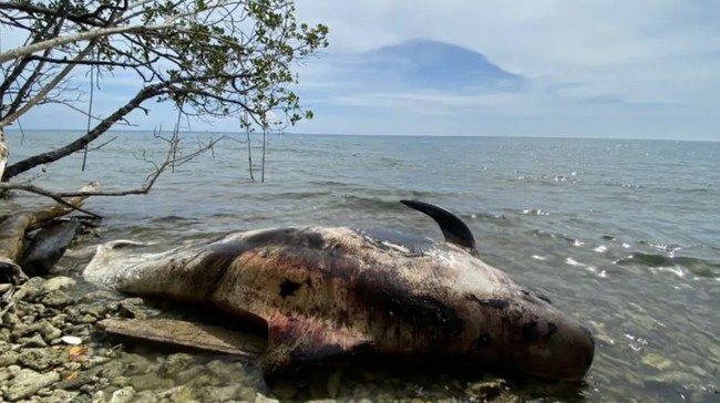 Bangkai Paus sudah terdampar di Misool Utara perairan Raja Ampat sejak 25 Oktober namun belum mendapat penanganan karena ukurannya terlalu besar.
