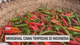VIDEO: Mengenal Cabai Terpedas di Indonesia