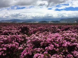 Berkurangnya Bunga Rhododendron, Berkurang Pula Kunjungan Wisatawan ke Nepal