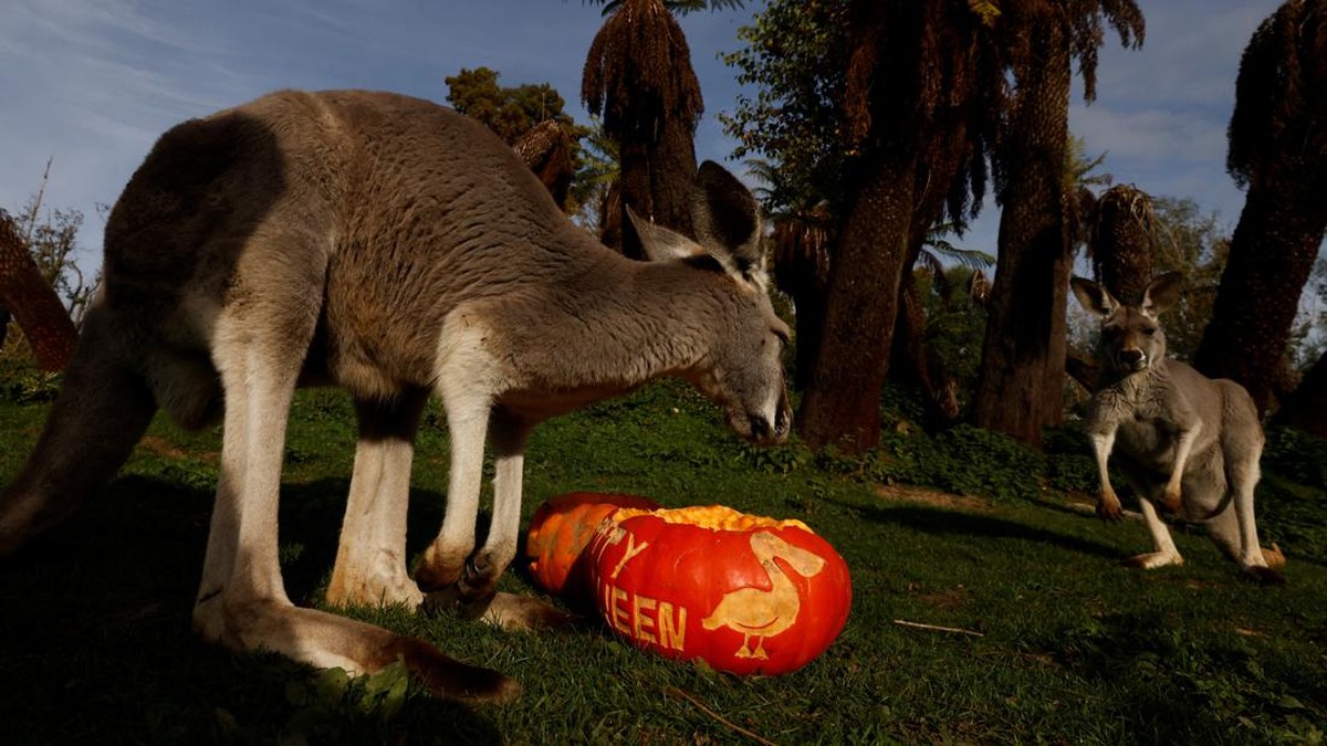 FOTO: Ketika Hewan di Kebun Binatang Belgia Ikut Merayakan Halloween