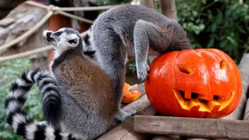 FOTO: Ketika Hewan di Kebun Binatang Belgia Ikut Merayakan Halloween