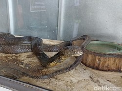 Pawang Ular Rosandi Tewas Dipatuk King Kobra