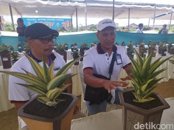 Kontes Sansevieria Kembali Digelar di Gresik, Ada yang Harganya Rp 150 juta