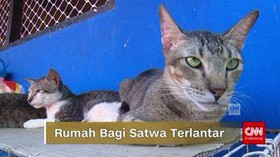 VIDEO: Rumah Bagi Satwa Terlantar