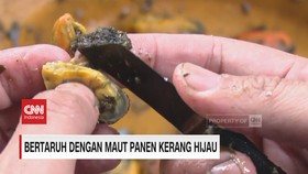 VIDEO: Bertaruh dengan Maut Panen Kerang Hijau