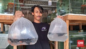 Bisnis Ikan di Kolam Ekosistem Digital yang 'Cuan' di Kala Pandemi