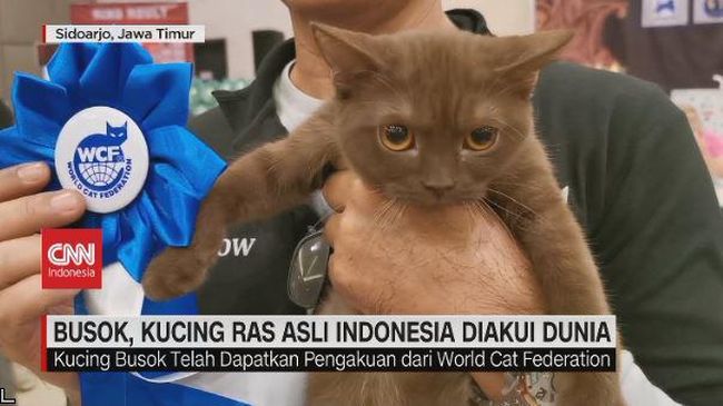 Video Kucing Elek VIDEO: Busok, Kucing Ras Asli Indonesia Diakui Dunia