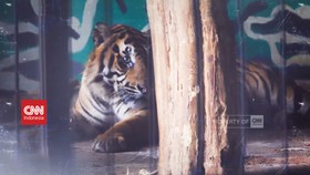 VIDEO: Jerat Perdagangan Harimau Sumatera | Part 1