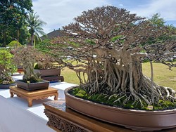 Ratusan Bonsai Ikuti Kontes di Tabanan, Harganya Capai Miliaran