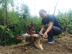 3 Bunga Bangkai Suweg Tumbuh di Denpasar, Sempat Dikerumuni Lalat
