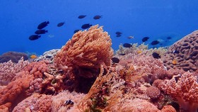 Kehidupan Cacing di Dasar Laut Terungkap, Bikin Ilmuwan Terkejut