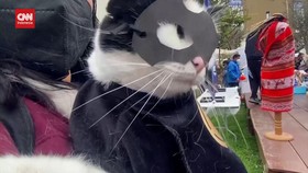 VIDEO: Bukan Cuma Manusia, Anjing dan Kucing Juga Ikutan Halloween