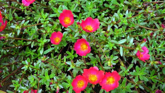 7 purslane plant benefits, one of which is to boost immunity