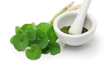 KANDUNGAN UTAMA CENTELLA ASIATICA