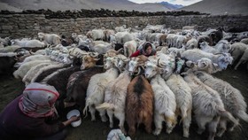 FOTO: Suku Nomaden India Kena Dampak Perubahan Iklim
