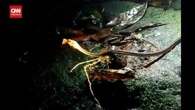 VIDEO: Penampakan Naga Jawa di Pegunungan Sanggabuana Karawang
