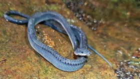 Ular Naga Jawa Ditemukan di Aliran Curug Gunung Sanggabuana Karawang