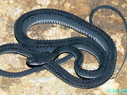 Ular Naga dan 4 Hewan Eksotis Ini Huni Gunung Sanggabuana