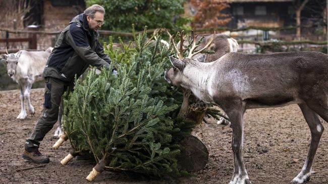 Kebun Binatang Berlin akan tetap ditutup untuk sementara waktu sebagai tindakan pencegahan. Burung hamerkop di Berlin Zoo mati usai mengidap flu burung. 