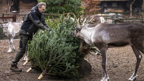 Koleksi Hewannya Mati karena Flu Burung, Berlin Zoo Ditutup