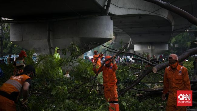 BPBD DKI Catat 24 Pohon Tumbang Selama Sepekan Akibat Cuaca Ekstrem