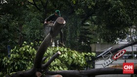 Pohon Tumbang di Balai Kota DKI, 2 Polisi Tertimpa