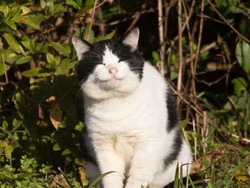 410 Nama Kucing Betina yang Lucu, Unik, dan Cantik