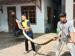 Hiii... Ular Sanca Kembang 5 Meter Masuk Septic Tank Ponpes Al Barru Wonogiri